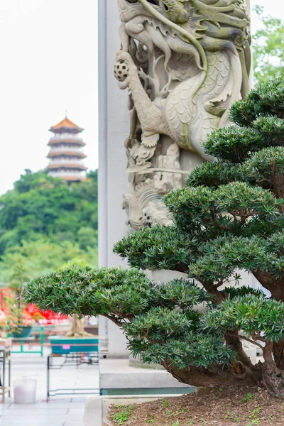 Bonsai Keleti Háttér Virágcserép — Stock Fotó