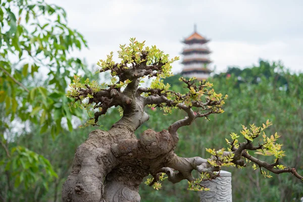 Bonsai Keleti Háttér Virágcserép — Stock Fotó