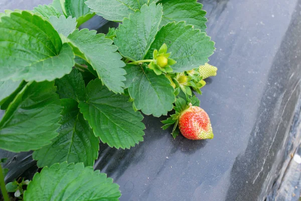 Verse Aardbeien Het Veld — Stockfoto