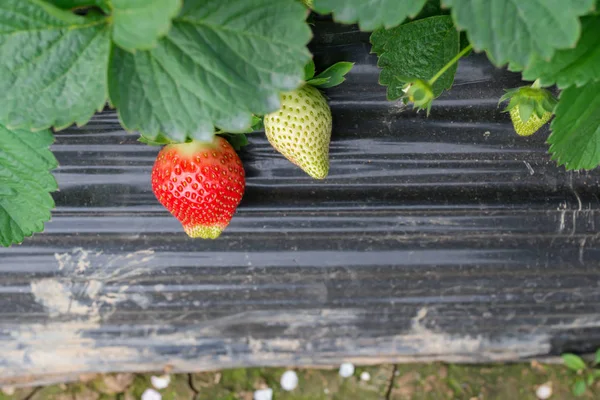 Verse Aardbeien Het Veld — Stockfoto