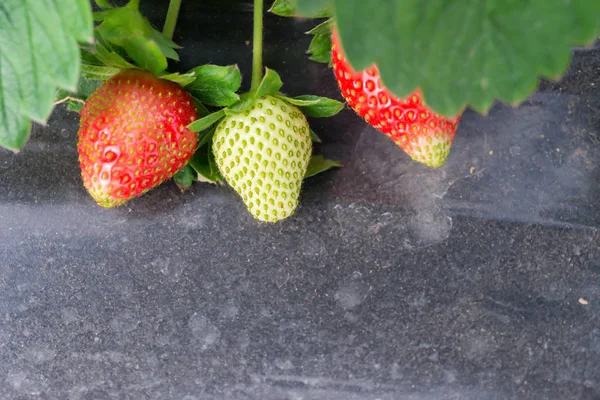 Verse Aardbeien Het Veld — Stockfoto