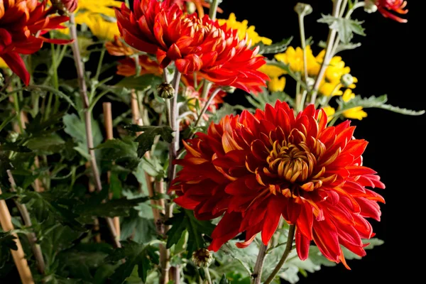 Dissolvenza Multicolore Fiore Crisantemo Nero — Foto Stock