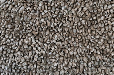 Arka plan ve doku olarak istiridye kabuklarından yapılmış duvar