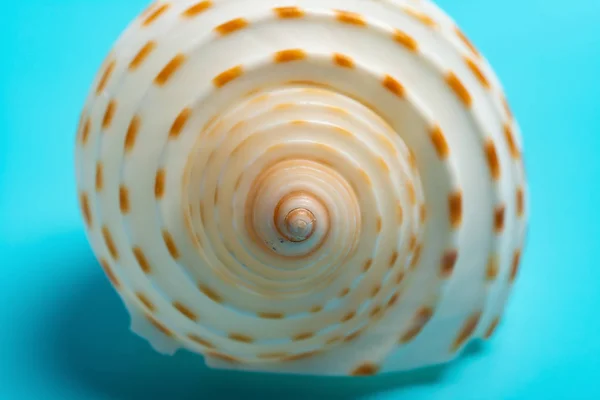 Conch Shell Blå Bakgrund Som Fokuserade Spetsen — Stockfoto