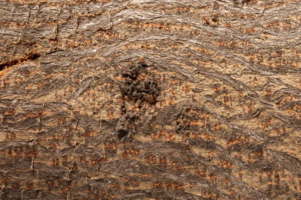 Casca Árvore Seca Como Fundo Textura — Fotografia de Stock