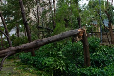 güçlü bir fırtına geçti sonra kırılmış ağaçlar