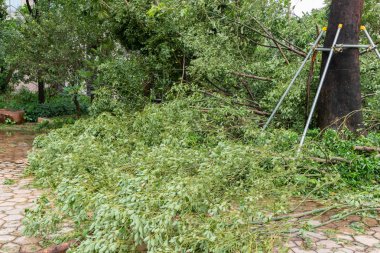 güçlü bir fırtına geçti sonra kırılmış ağaçlar