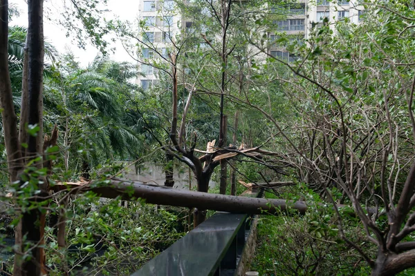 Σπασμένα Δέντρα Μετά Από Μια Ισχυρή Καταιγίδα Πήγε — Φωτογραφία Αρχείου