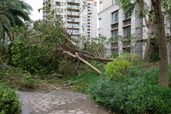 Σπασμένα Δέντρα Μετά Από Μια Ισχυρή Καταιγίδα Πήγε — Φωτογραφία Αρχείου
