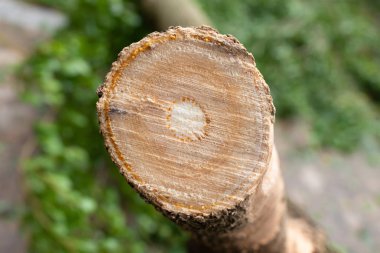 Kesit ağaç gövdesi, yakın çekim