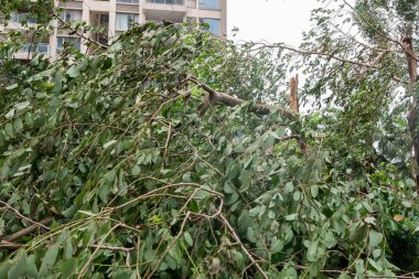 güçlü bir fırtına geçti sonra kırılmış ağaçlar