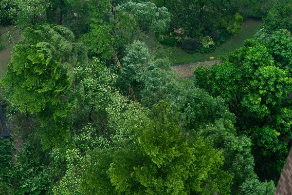 在强烈的暴风雨中被吹来的树木 — 图库照片