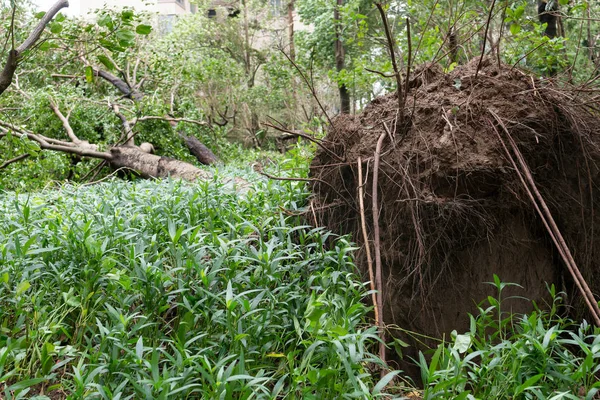 Árboles Rotos Después Una Fuerte Tormenta Atravesó —  Fotos de Stock