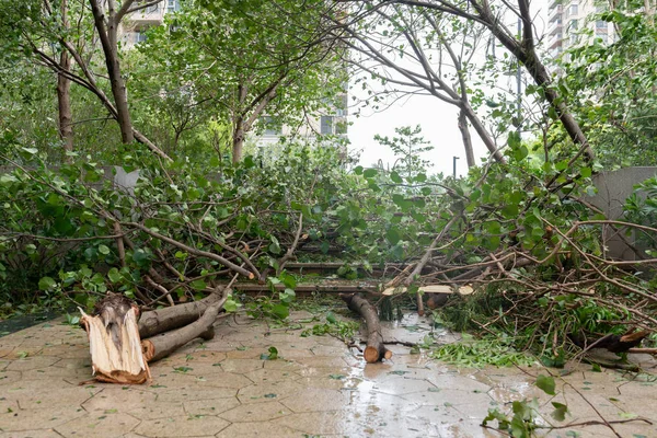 güçlü bir fırtına geçti sonra kırılmış ağaçlar