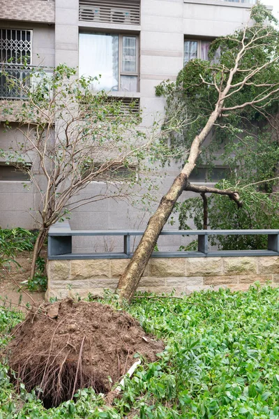 Сломанные Деревья После Сильного Шторма — стоковое фото