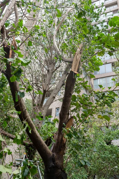 güçlü bir fırtına geçti sonra kırılmış ağaçlar