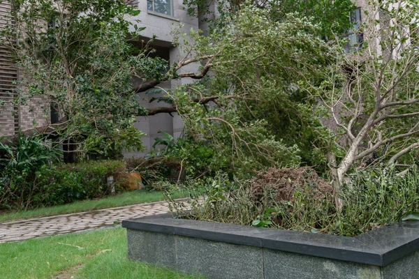 Brutna Träd Efter Stark Storm Gick Igenom — Stockfoto