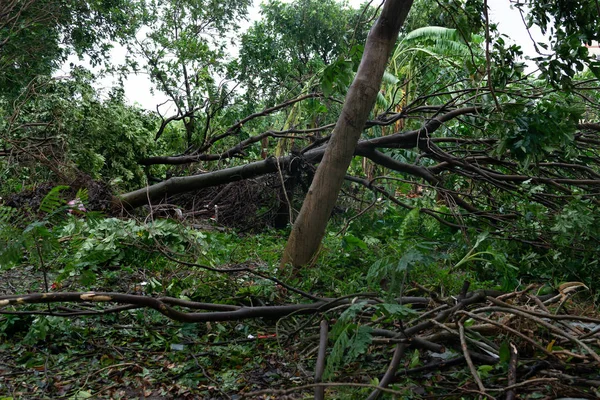 Árboles Rotos Después Una Fuerte Tormenta Atravesó —  Fotos de Stock