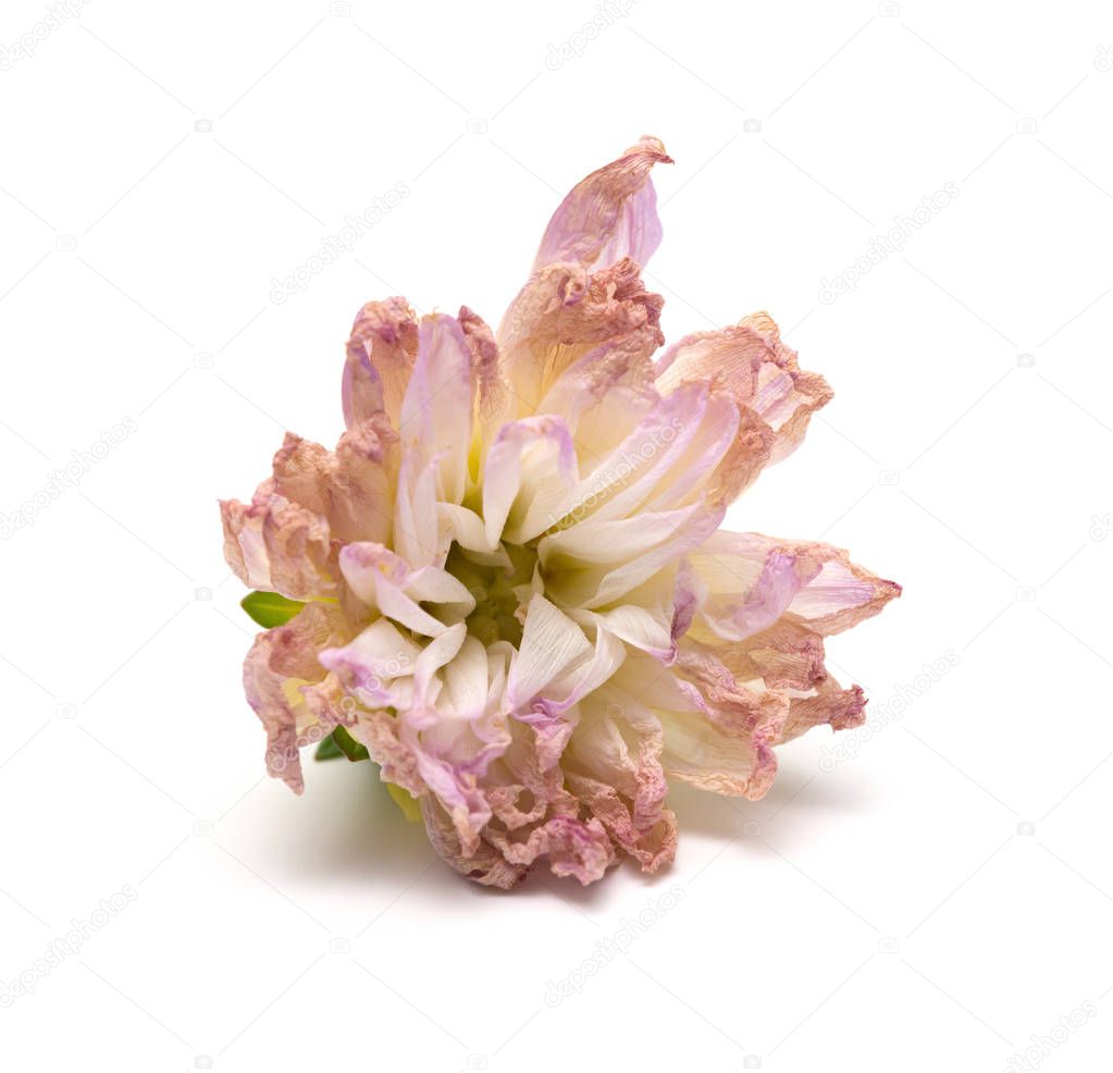 faded pink peony or paeonia lactiflora on white background