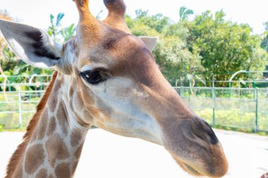 Hayvanat bahçesinde zürafa besleme