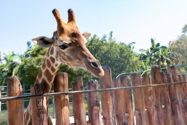 Hayvanat bahçesinde zürafa besleme