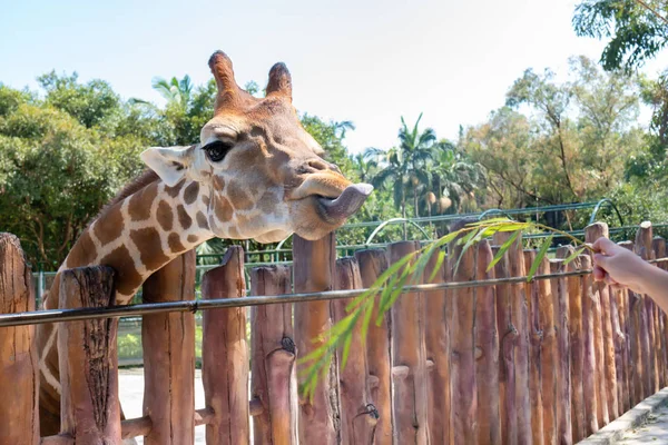 Alimentation Girafe Dans Zoo — Photo