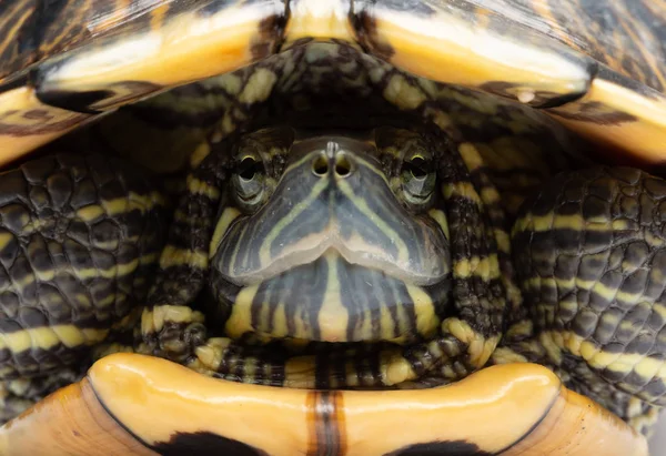 Животное Черепахи Красноухий Слайдер Trachemys Скрипт Elegans Закрыть — стоковое фото