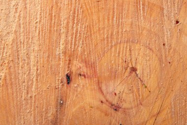 Kesit ağaç gövdesi, yakın çekim