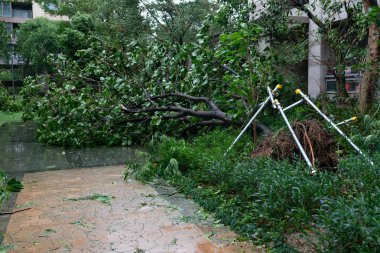 güçlü bir fırtına geçti sonra kırılmış ağaçlar