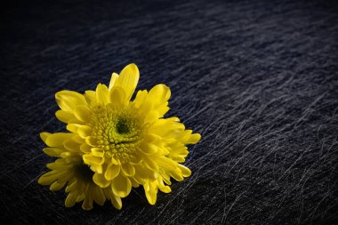 koyu arka plan üzerinde sarı kasımpatı çiçeği