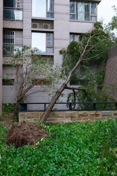 暴风雨过后 树木破碎了 — 图库照片