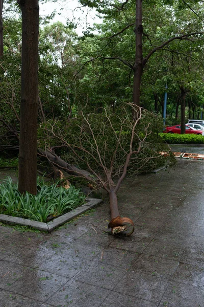 Árboles Rotos Después Una Fuerte Tormenta Atravesó —  Fotos de Stock