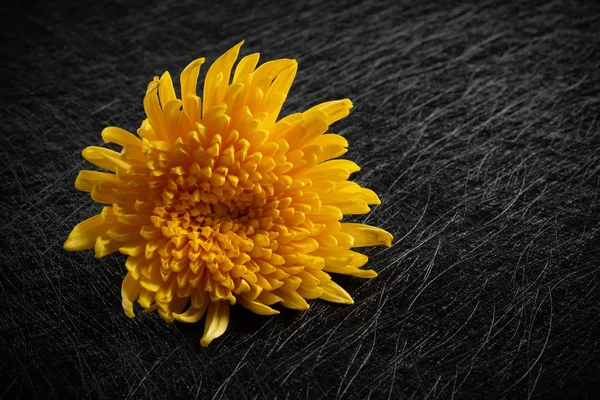 Flor Crisântemo Amarelo Fundo Escuro — Fotografia de Stock