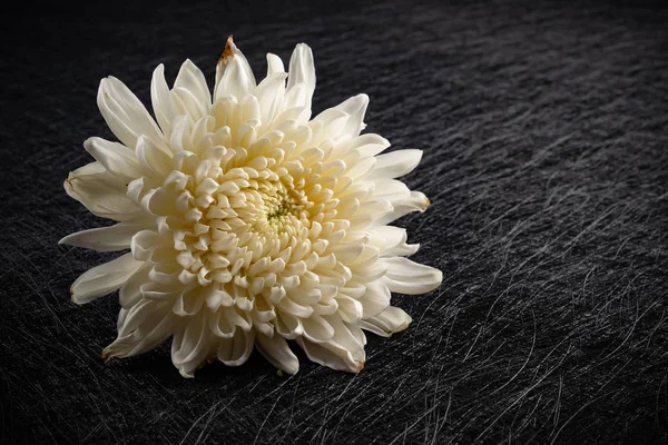 white chrysanthemum flower on dark background