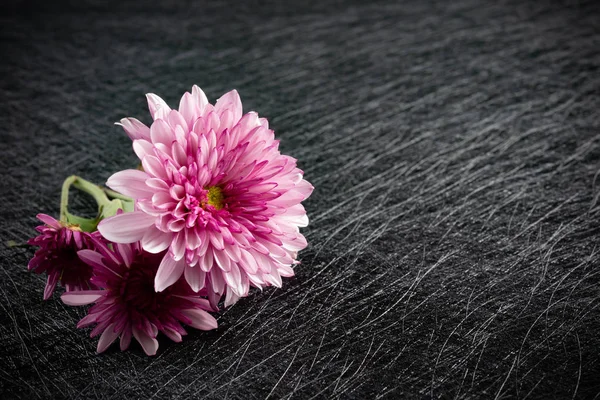 Lilas Chrysanthème Fleur Sur Fond Sombre — Photo