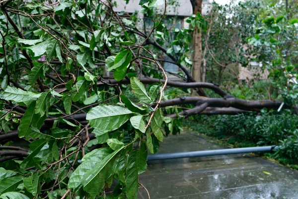 Árvores Quebradas Depois Uma Forte Tempestade Passou — Fotografia de Stock