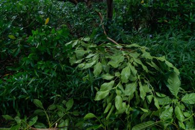 güçlü bir fırtına geçti sonra kırılmış ağaçlar