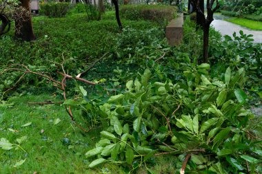 güçlü bir fırtına geçti sonra kırılmış ağaçlar