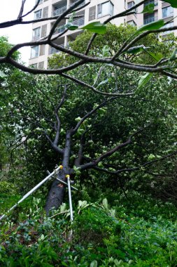 güçlü bir fırtına geçti sonra kırılmış ağaçlar