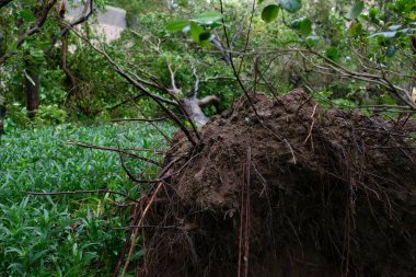 güçlü bir fırtına geçti sonra kırılmış ağaçlar
