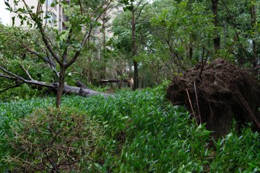 güçlü bir fırtına geçti sonra kırılmış ağaçlar