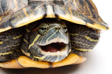 Yan görünüm evcil kaplumbağa kırmızı kulaklı sürgülü veya Trachemys Scrita elegans başını kabuğun altına gizler