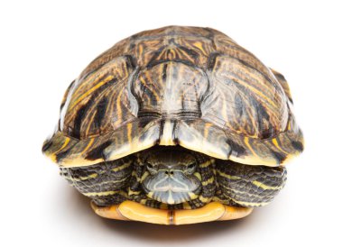 Önden görünüm evde beslenen hayvan kaplumbağa kırmızı kulaklı kaymak veya Trachemys scripta elegans beyaz