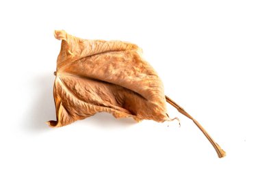 Anthura yaprak beyaz bir arka plan üzerinde soluk