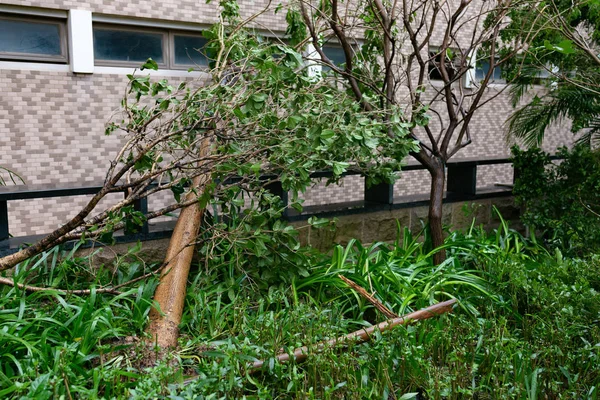 Umgeknickte Bäume Nach Starkem Sturm — Stockfoto