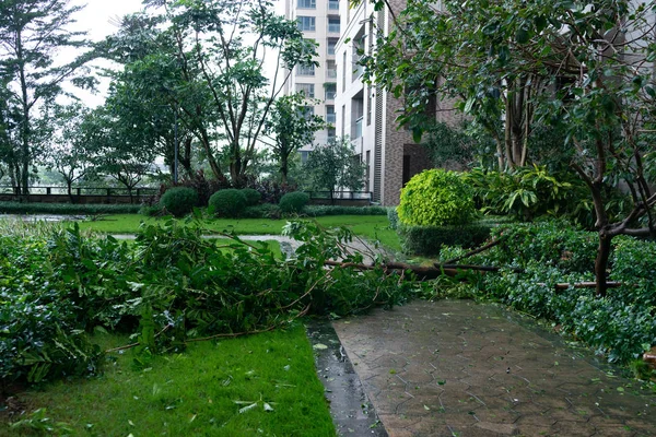 Alberi Rotti Dopo Una Forte Tempesta Attraversato — Foto Stock