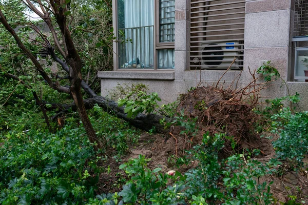 Σπασμένα Δέντρα Μετά Από Μια Ισχυρή Καταιγίδα Πήγε — Φωτογραφία Αρχείου