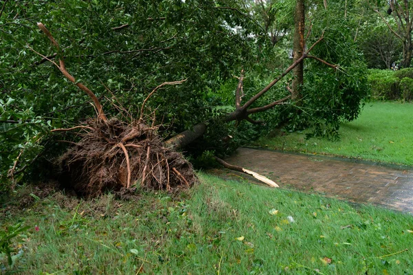 Árvores Quebradas Depois Uma Forte Tempestade Passou — Fotografia de Stock