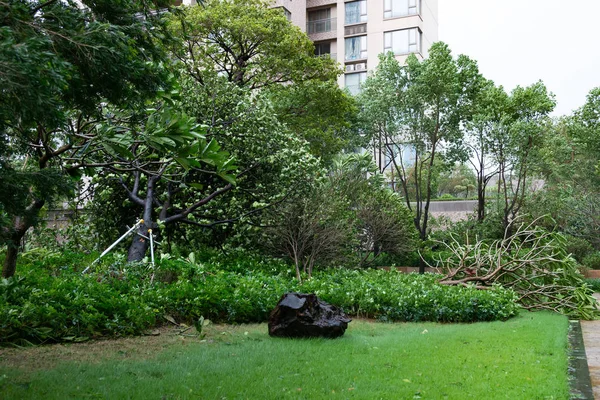 Árboles Rotos Después Una Fuerte Tormenta Atravesó — Foto de Stock