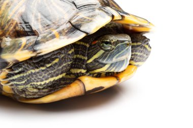 yan evde beslenen hayvan kaplumbağa kırmızı kulaklı kaymak görüntülemek veya Trachemys scripta elegans beyaza yakın çekim